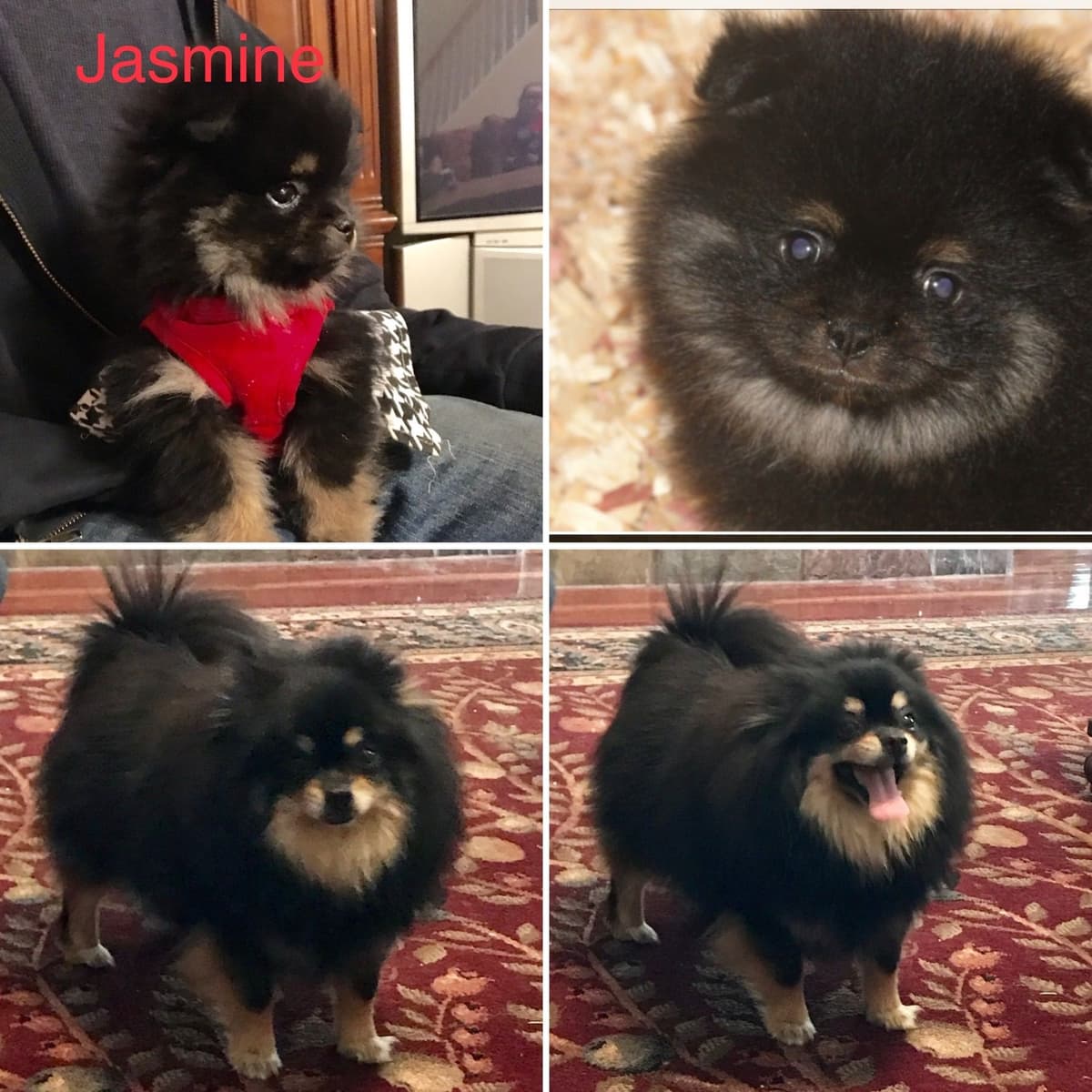 Pomeranian Puppies breeder image 5