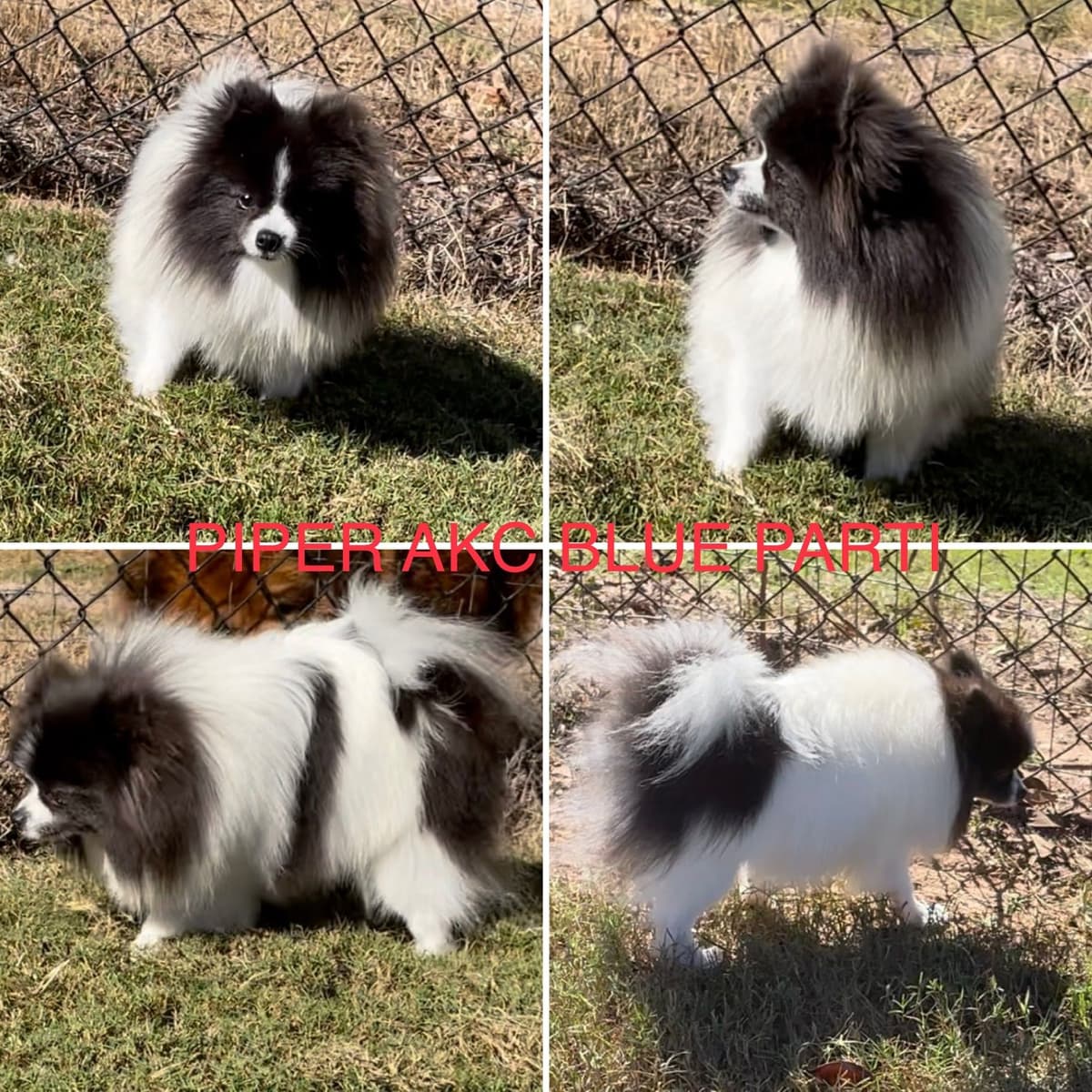 Pomeranian Puppies breeder image 6