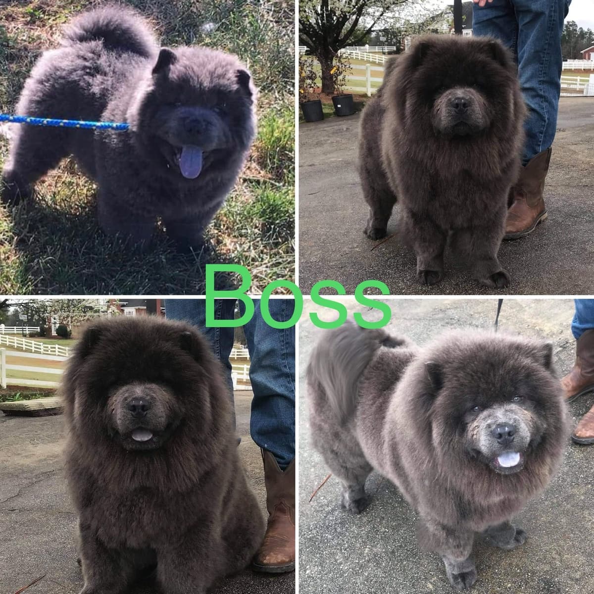 Pomeranian Puppies breeder image 9