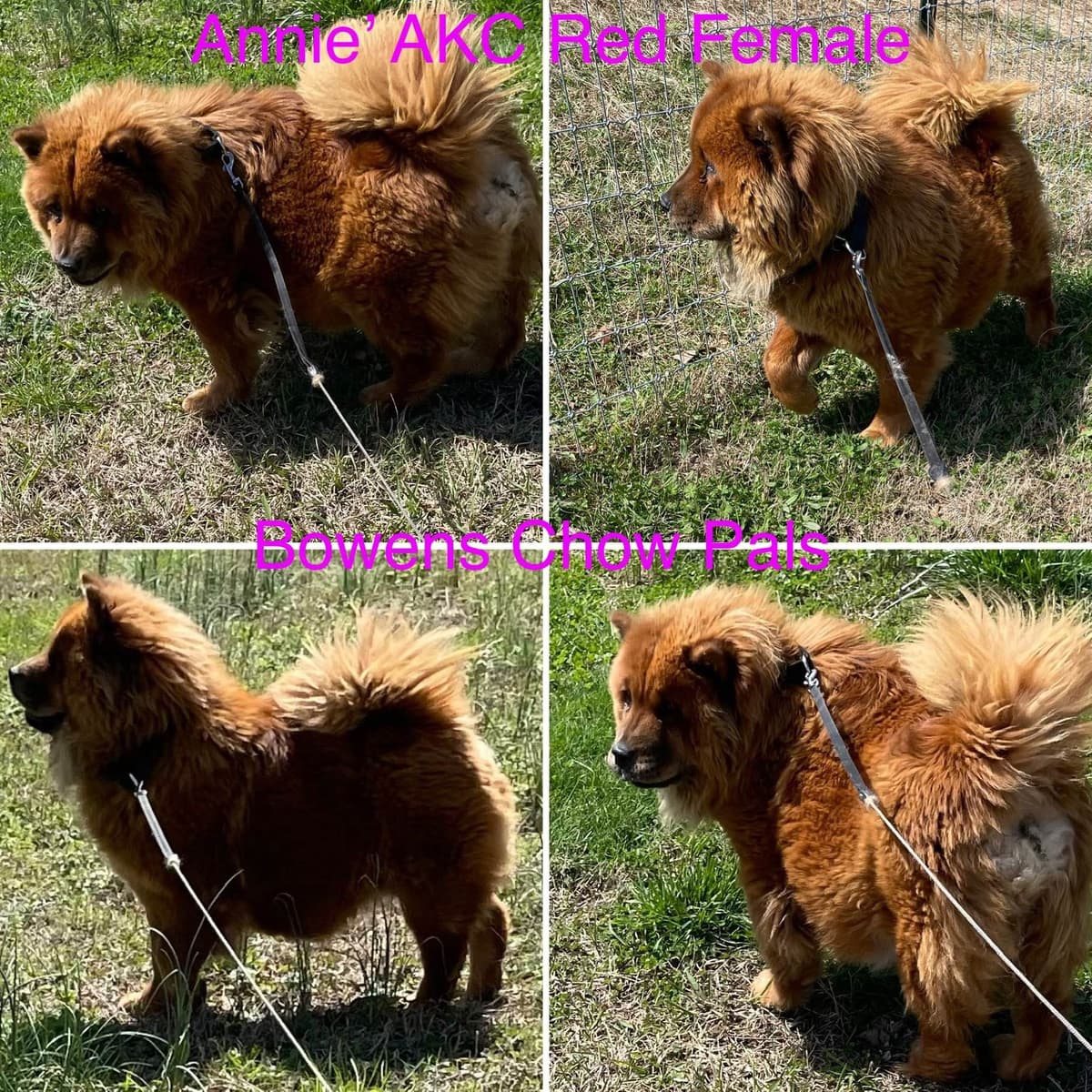 Pomeranian Puppies breeder image 10