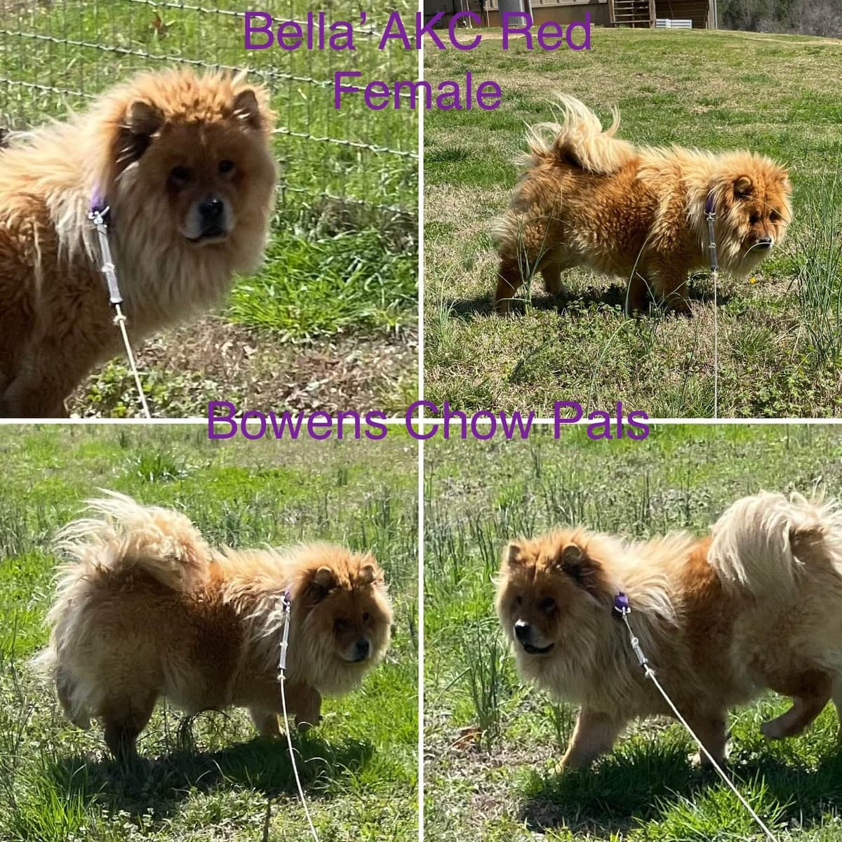 Pomeranian Puppies breeder image 12