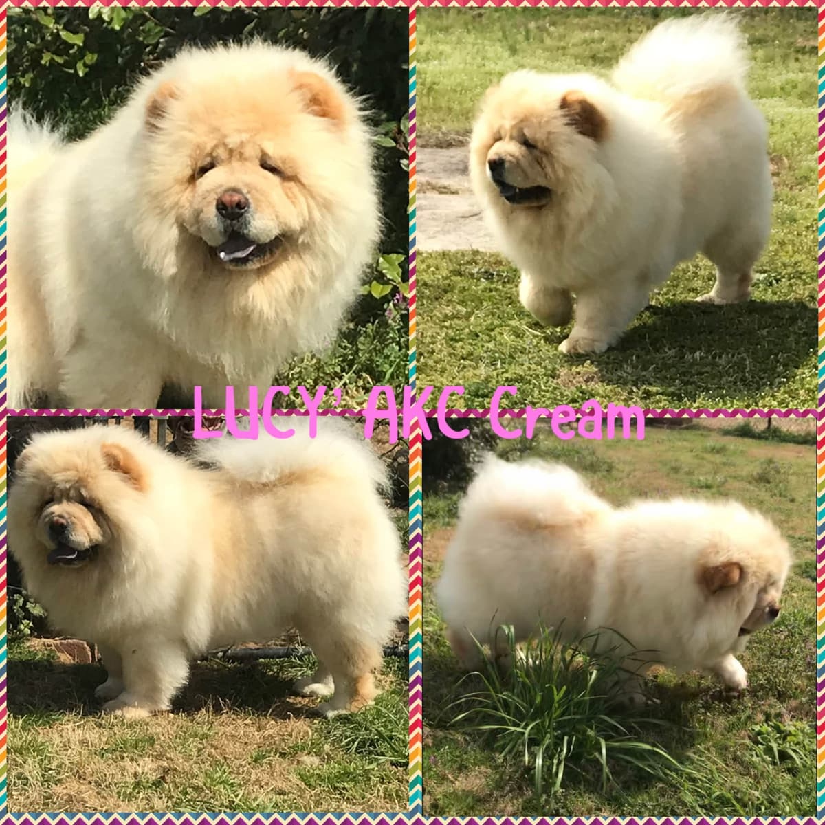 Pomeranian Puppies breeder image 11