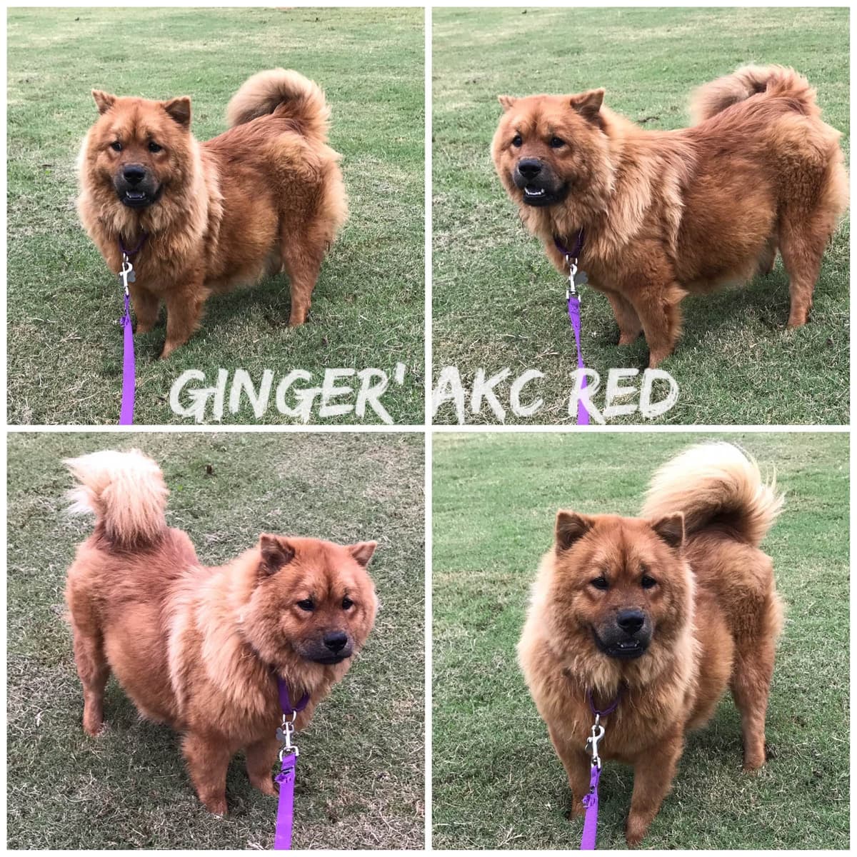 Pomeranian Puppies breeder image 13