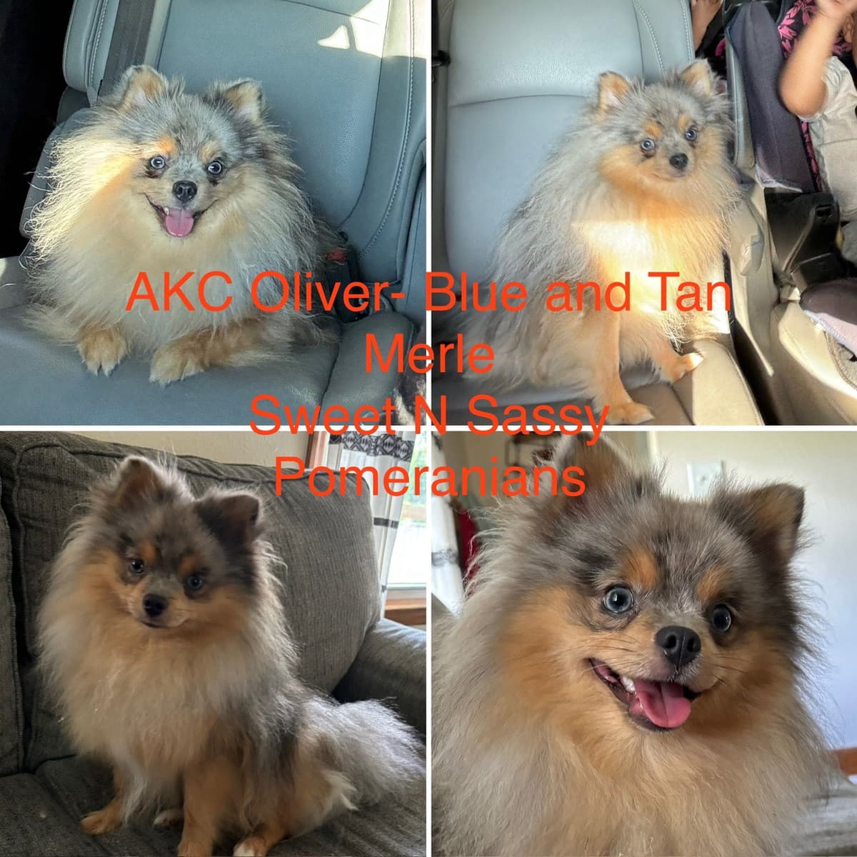 Pomeranian Puppies breeder image 8