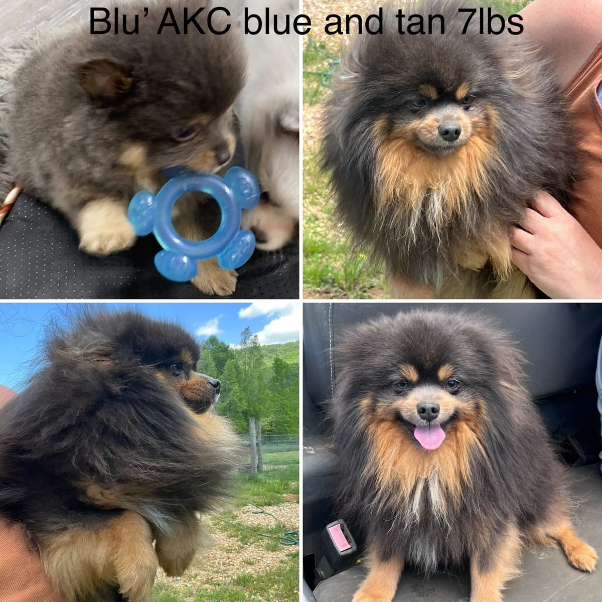 Pomeranian Puppies breeder image 7