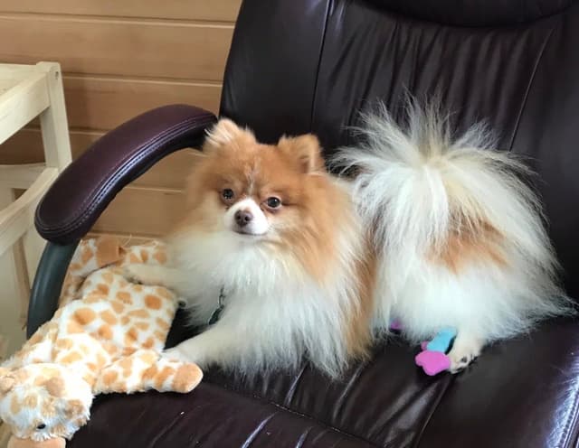 Pomeranian Puppies media 5