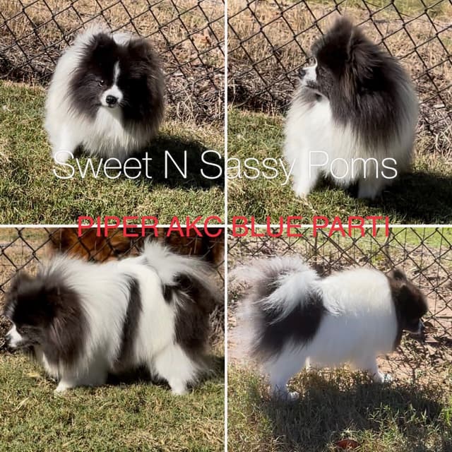 Pomeranian Puppies media 6