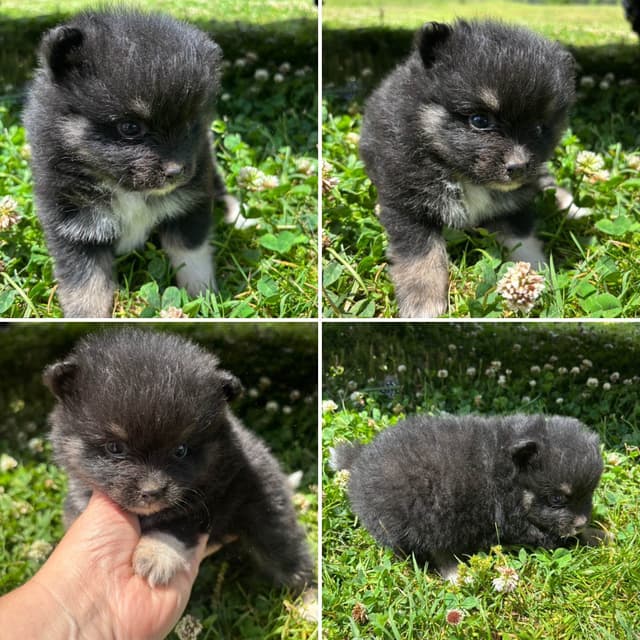Pomeranian Puppies media 2