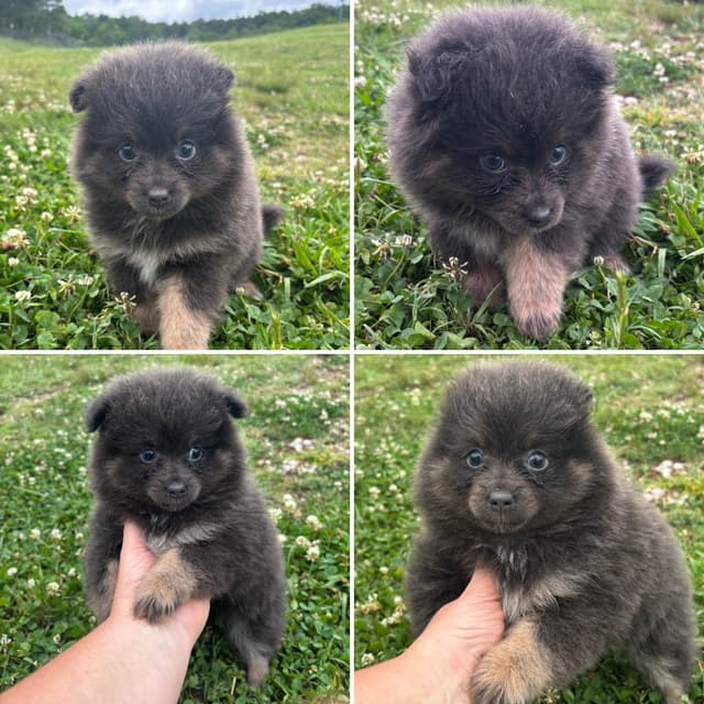 Pomeranian Puppies media 3