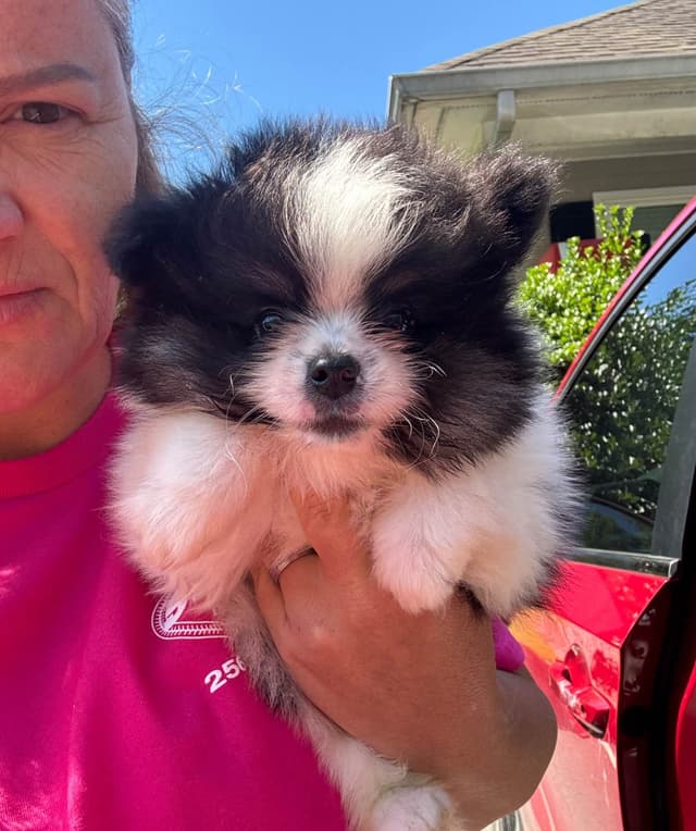 Pomeranian Puppies media 3