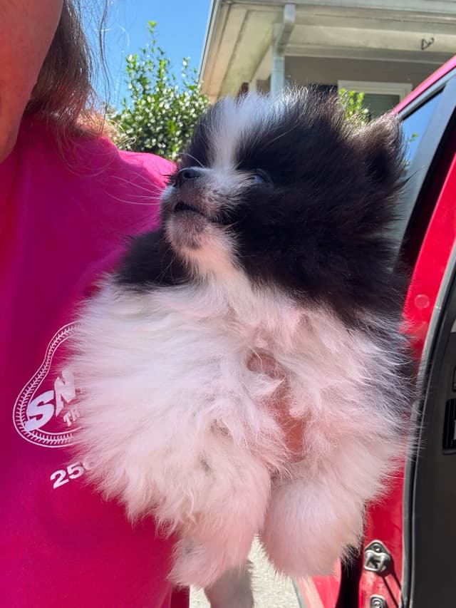 Pomeranian Puppies media 2