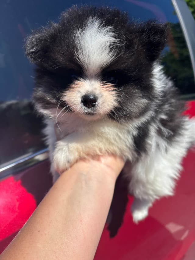 Pomeranian Puppies media 4