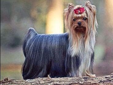 Yorkshire Terrier Puppies breeder image 1