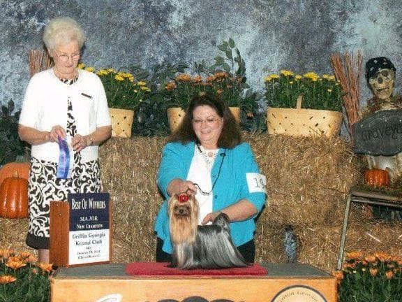 Yorkshire Terrier Puppies breeder image 3