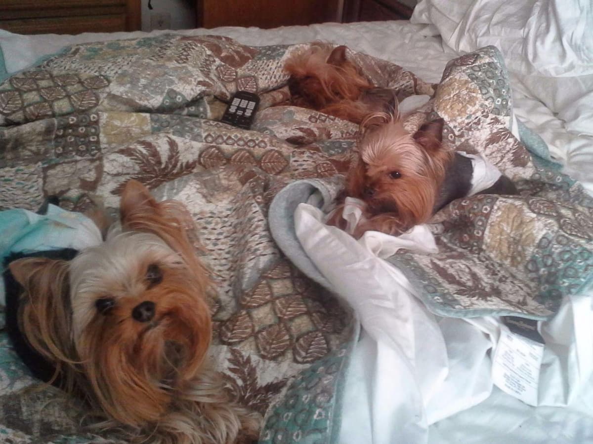 Yorkshire Terrier Puppies breeder image 5