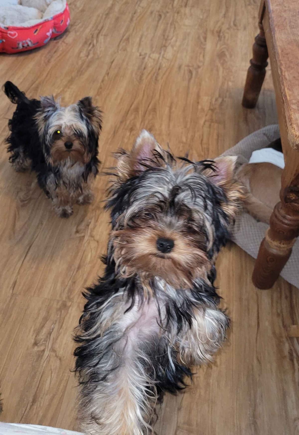 Yorkshire Terrier Puppies breeder image 6