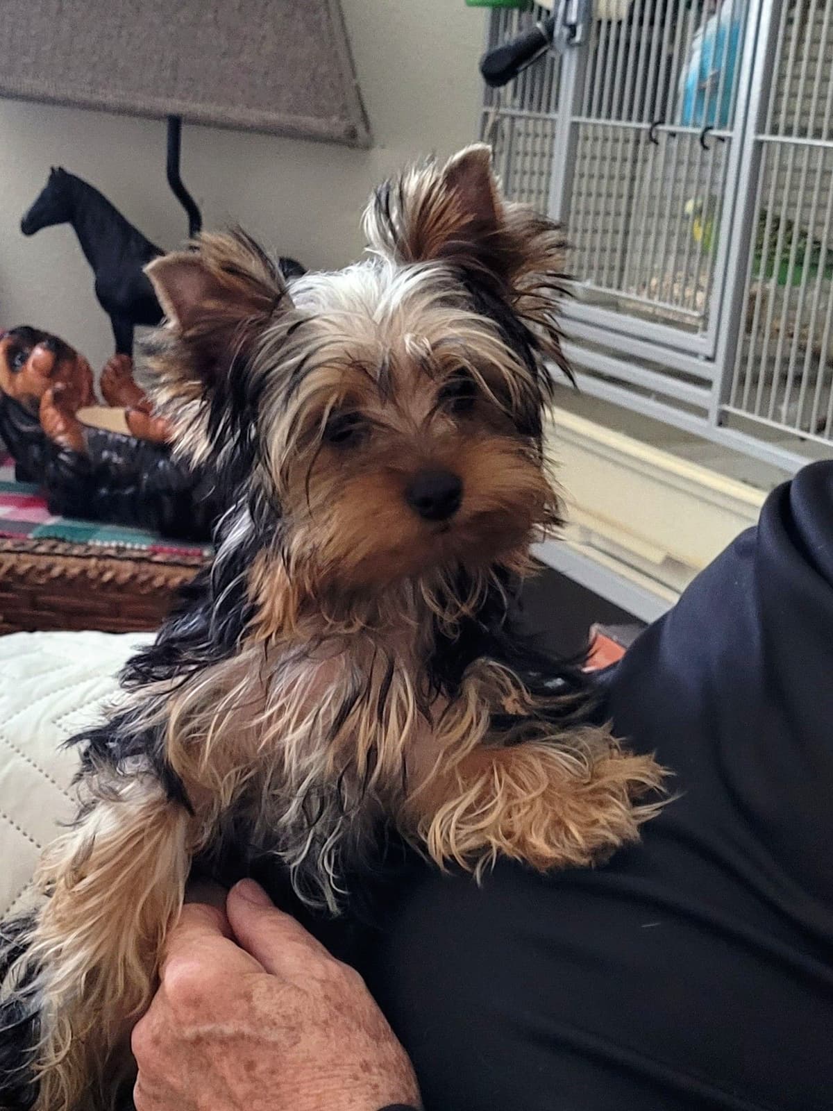 Yorkshire Terrier Puppies breeder image 7