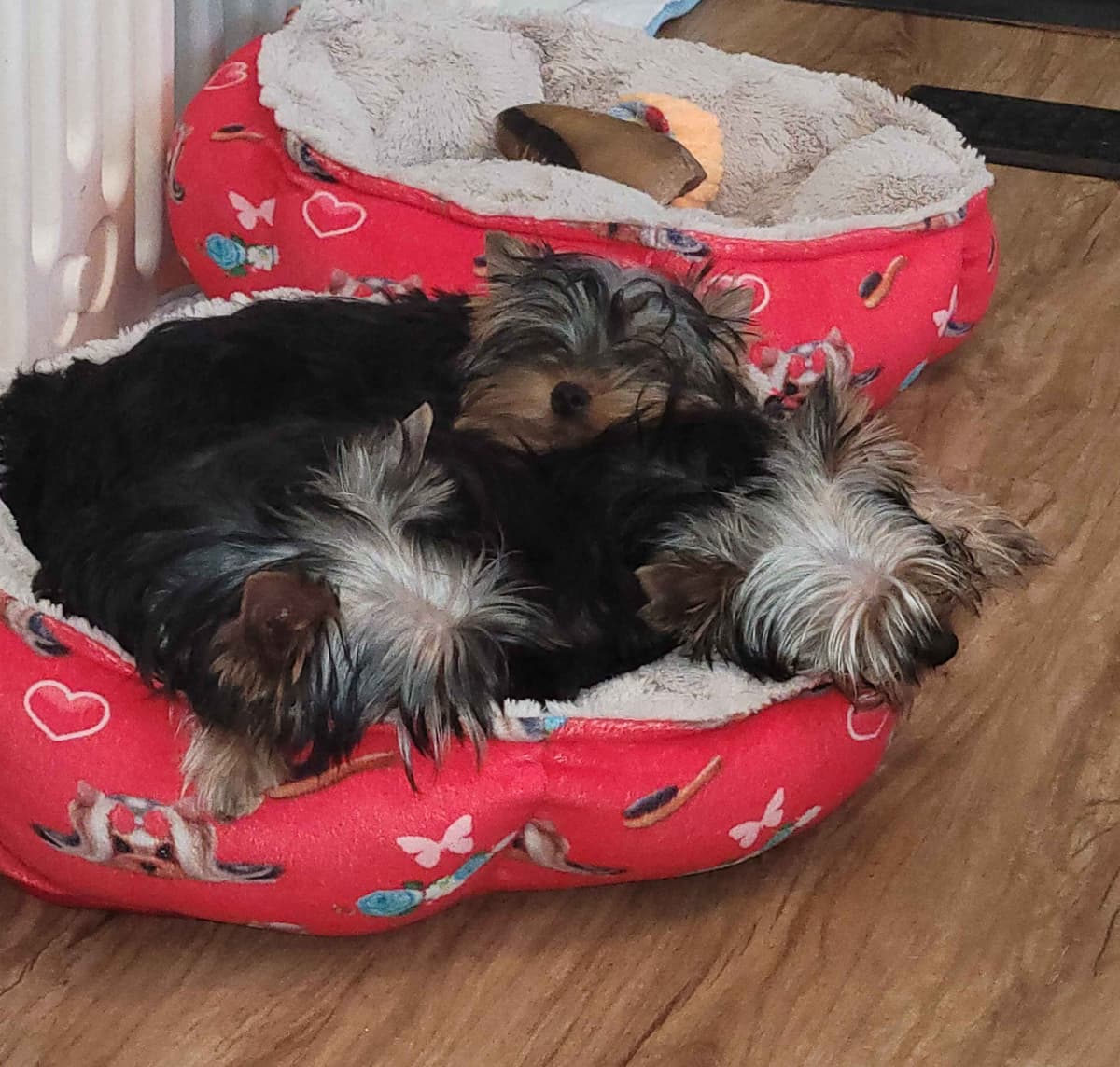 Yorkshire Terrier Puppies breeder image 8