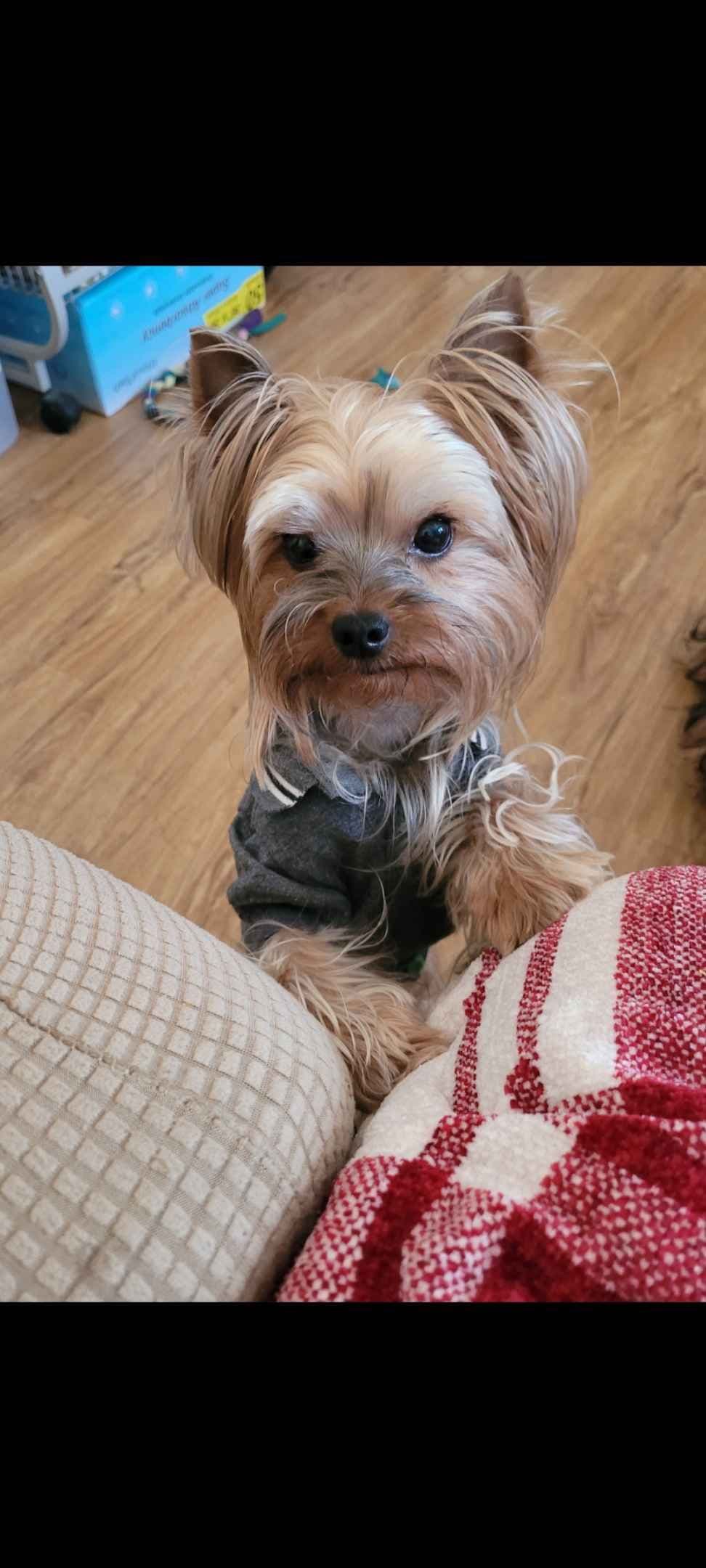 Yorkshire Terrier Puppies breeder image 10