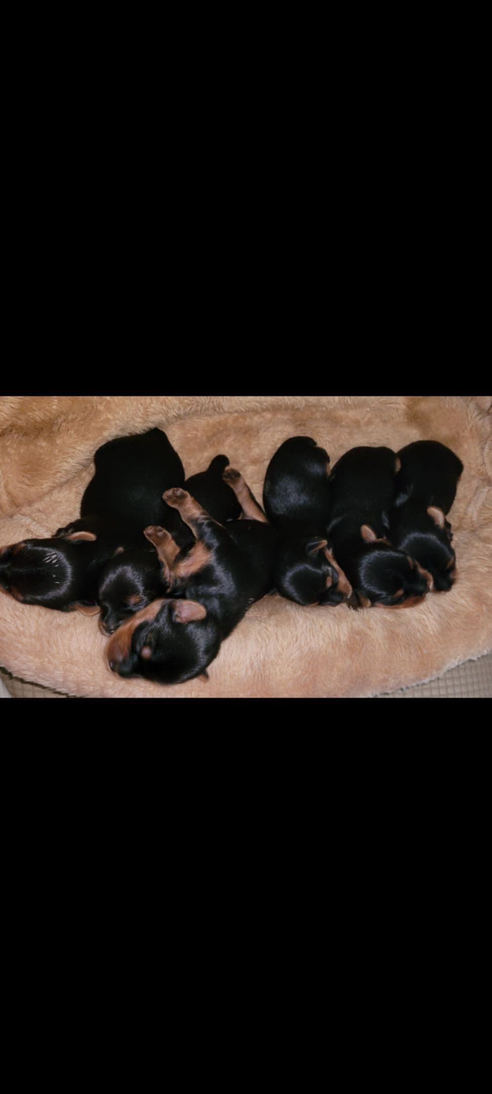 Yorkshire Terrier Puppies breeder image 11