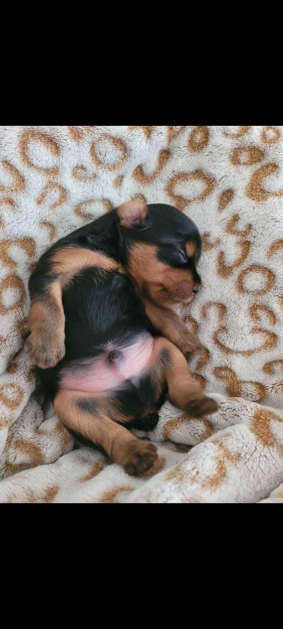Yorkshire Terrier Puppies breeder image 13