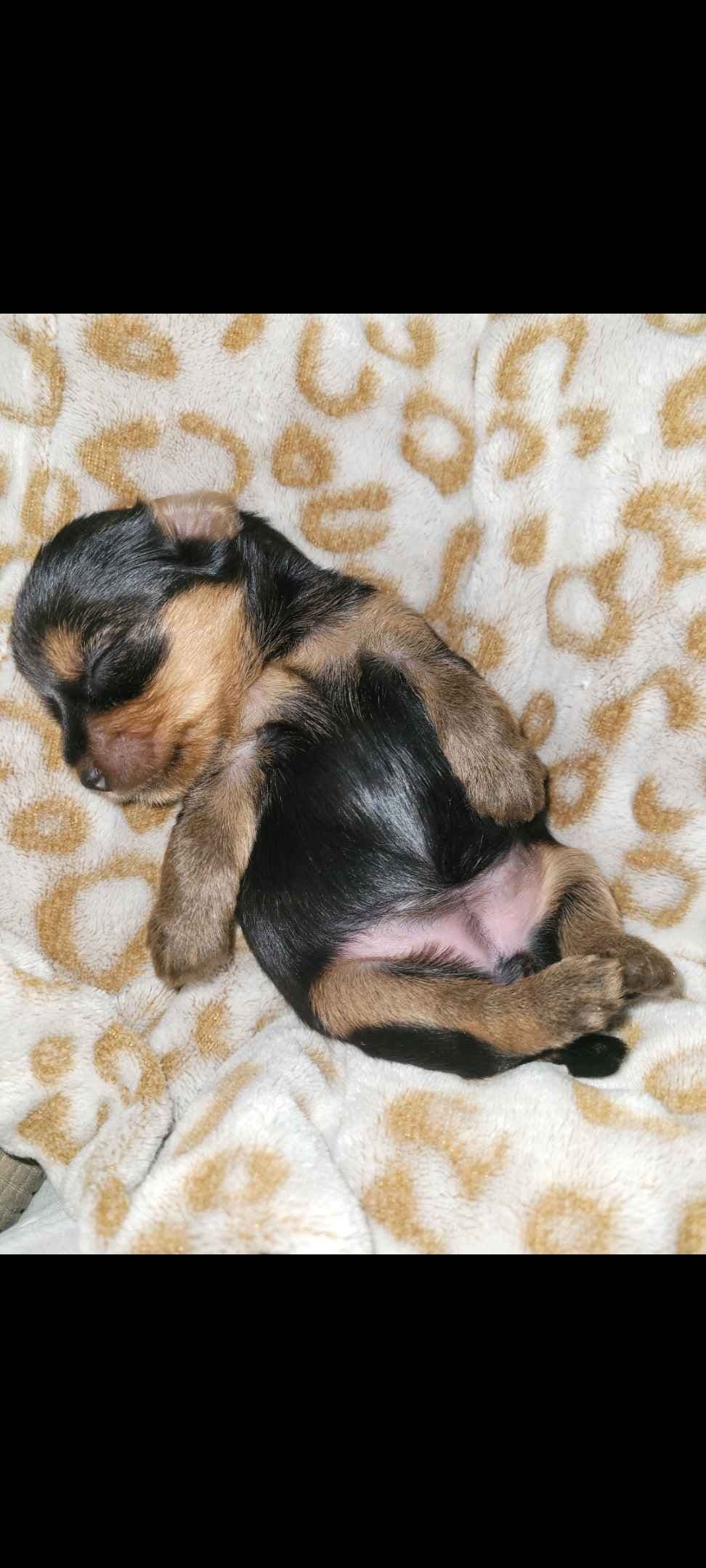 Yorkshire Terrier Puppies breeder image 14