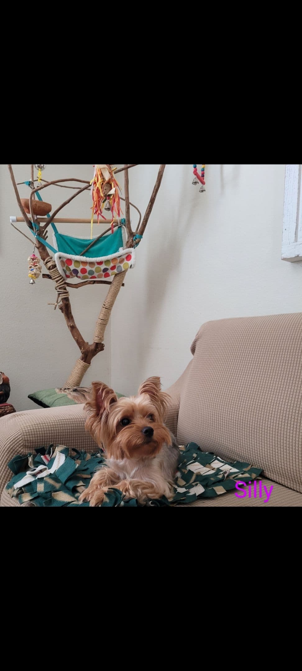 Yorkshire Terrier Puppies breeder image 16