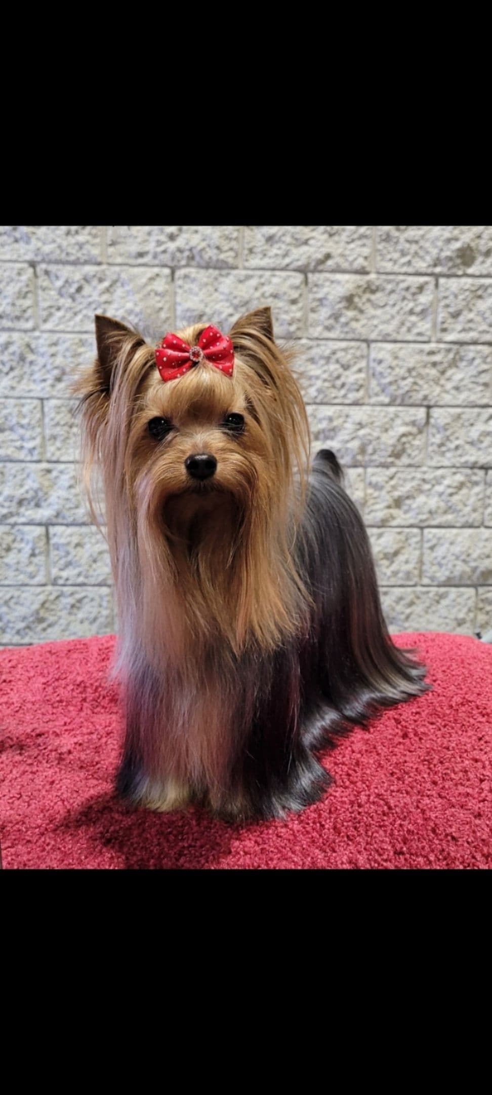 Yorkshire Terrier Puppies breeder image 17