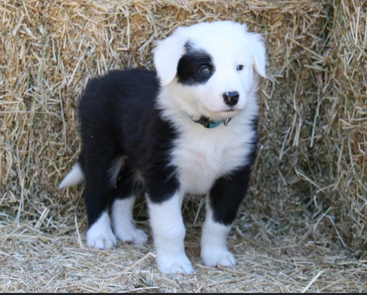 Border Collie Puppies - Show Quality - Lower Drive - Family Puppies breeder image 2
