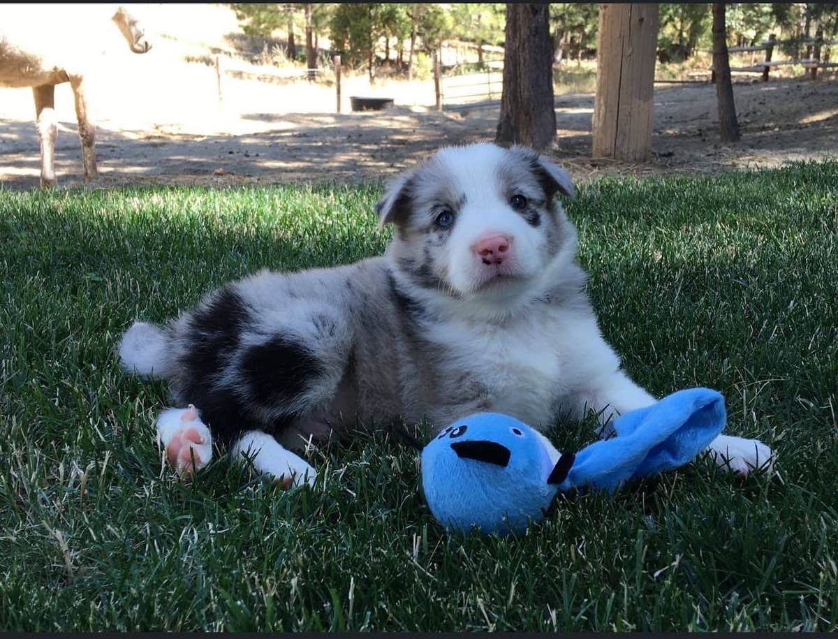 Border Collie Puppies - Show Quality - Lower Drive - Family Puppies breeder image 4
