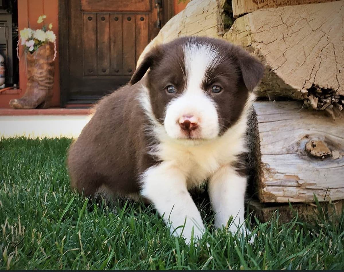 Border Collie Puppies - Show Quality - Lower Drive - Family Puppies breeder image 5