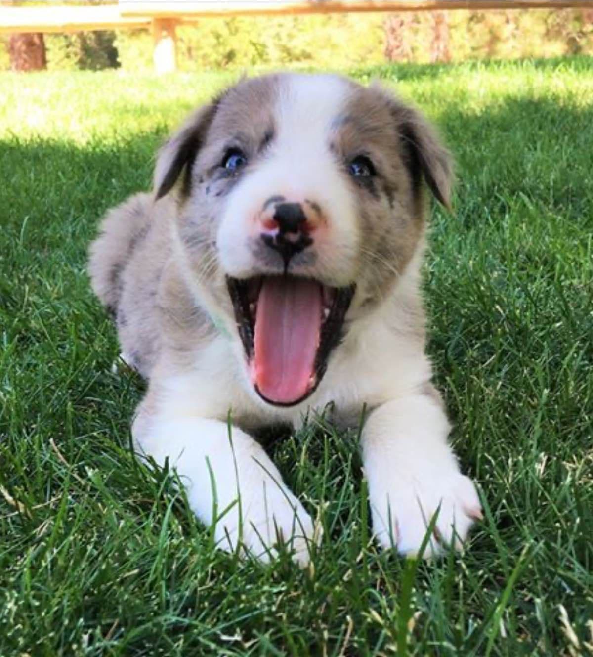 Border Collie Puppies - Show Quality - Lower Drive - Family Puppies breeder image 6
