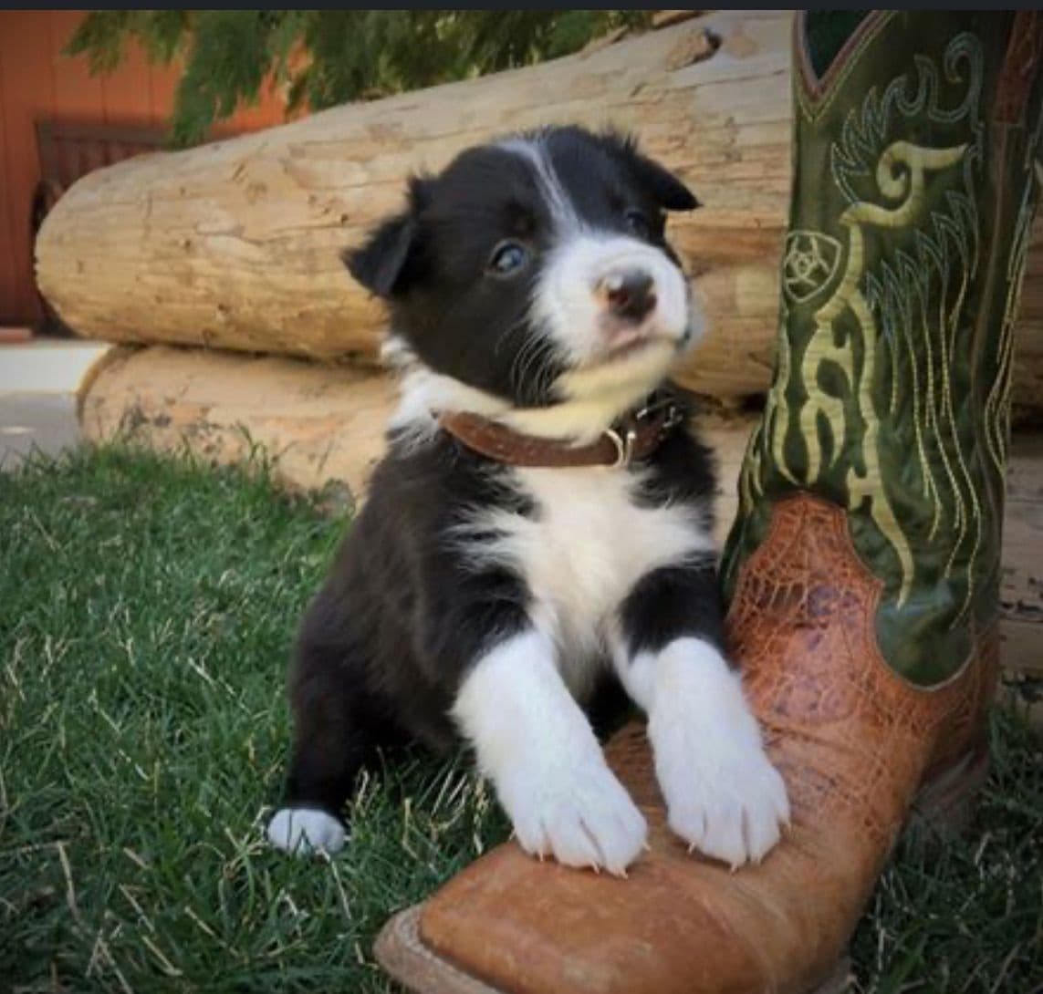 Border Collie Puppies - Show Quality - Lower Drive - Family Puppies breeder image 7