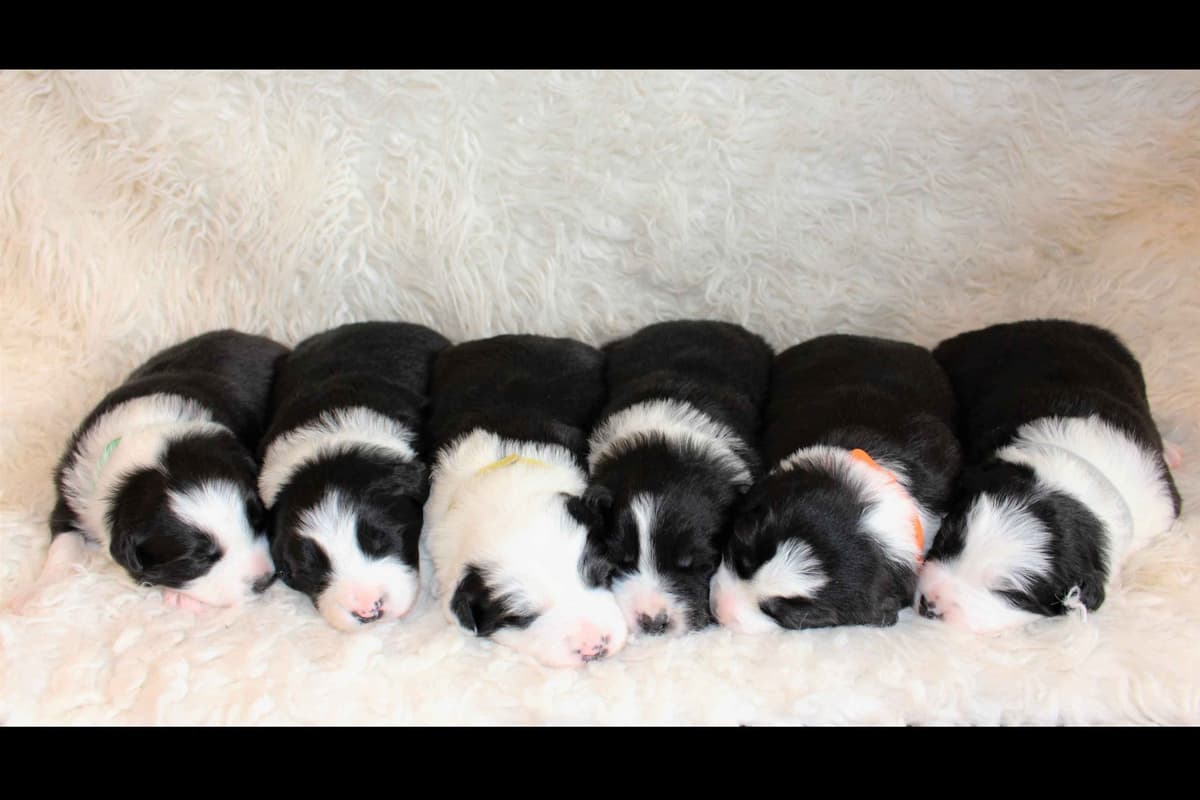Border Collie Puppies - Show Quality - Lower Drive - Family Puppies breeder image 9