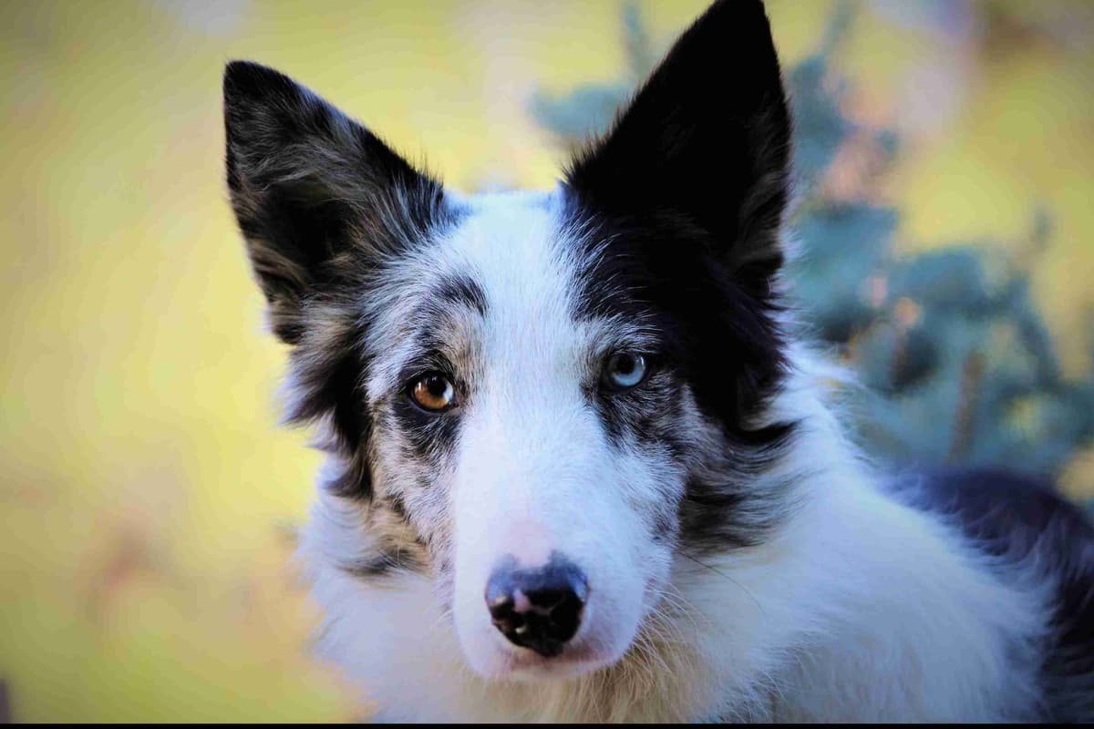 Border Collie Puppies - Show Quality - Lower Drive - Family Puppies breeder image 10