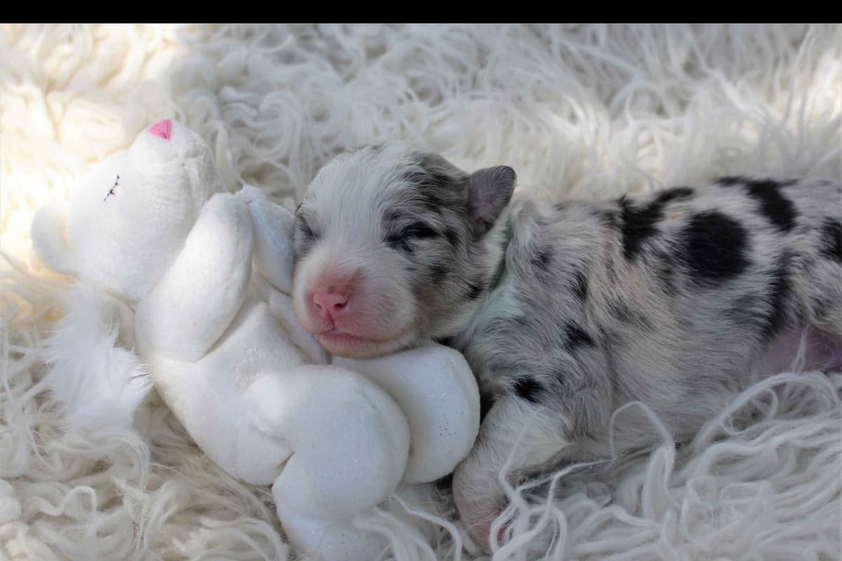 Border Collie Puppies - Show Quality - Lower Drive - Family Puppies breeder image 11