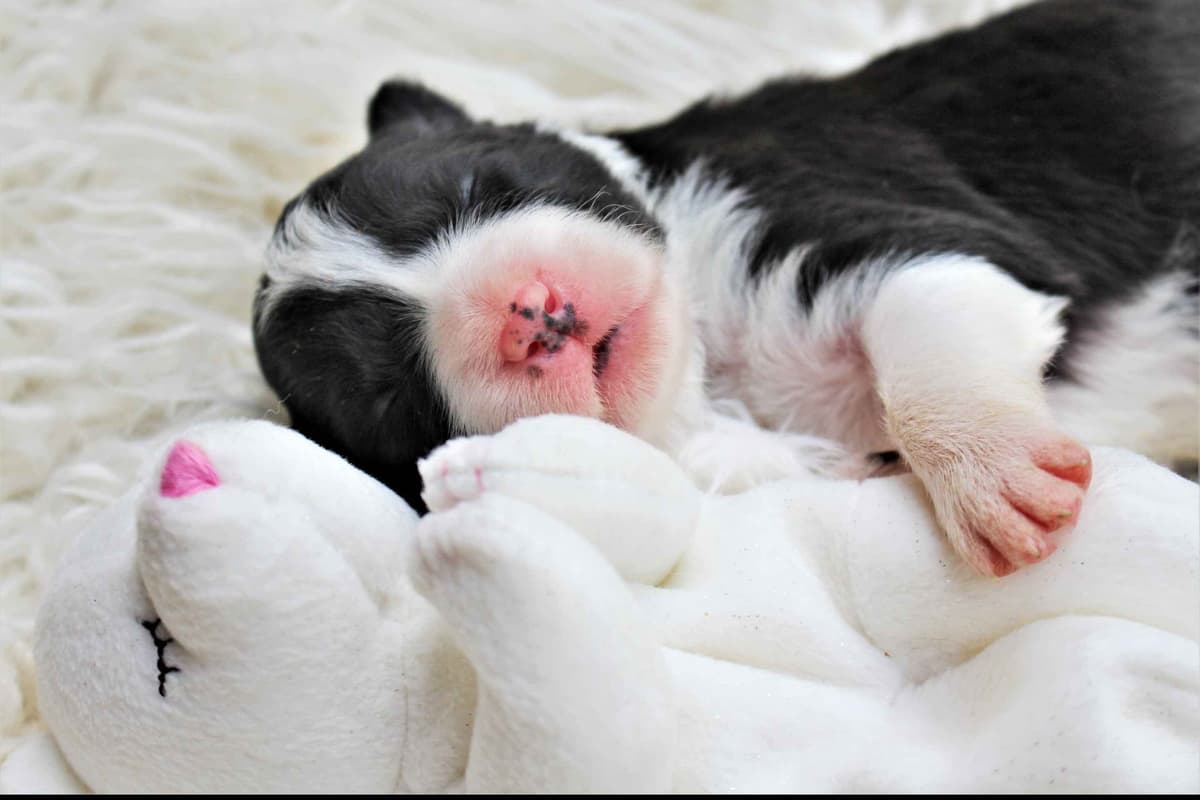 Border Collie Puppies - Show Quality - Lower Drive - Family Puppies breeder image 1