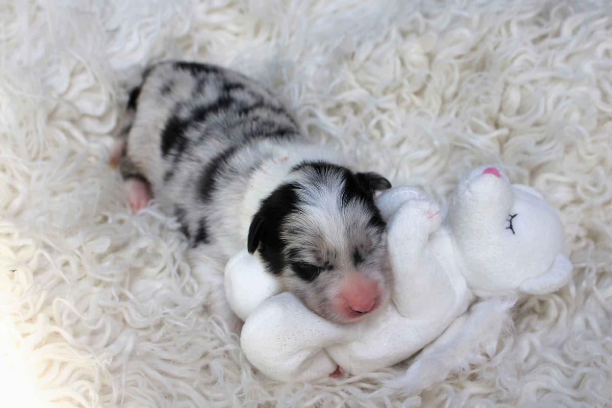 Border Collie Puppies - Show Quality - Lower Drive - Family Puppies breeder image 12