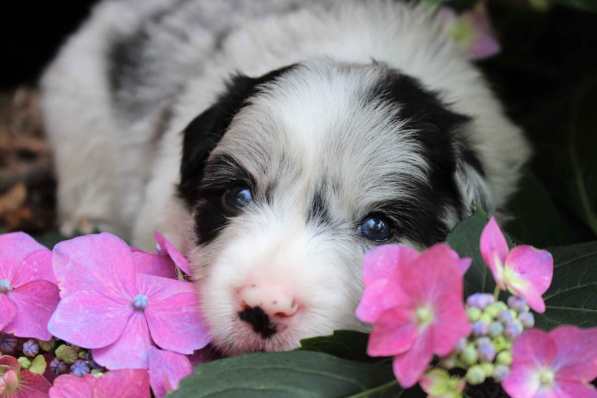 Border Collie Puppies - Show Quality - Lower Drive - Family Puppies breeder image 13