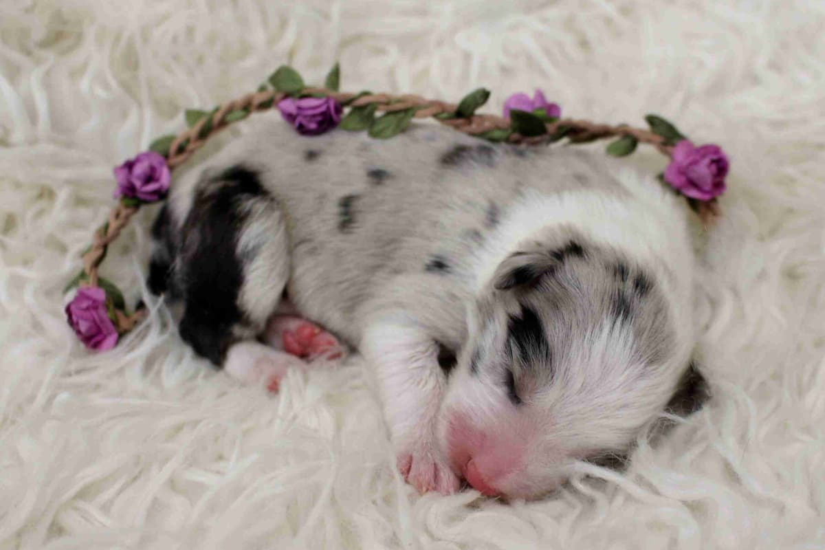 Border Collie Puppies - Show Quality - Lower Drive - Family Puppies breeder image 14