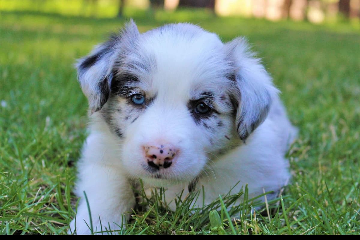 Border Collie Puppies - Show Quality - Lower Drive - Family Puppies breeder image 15