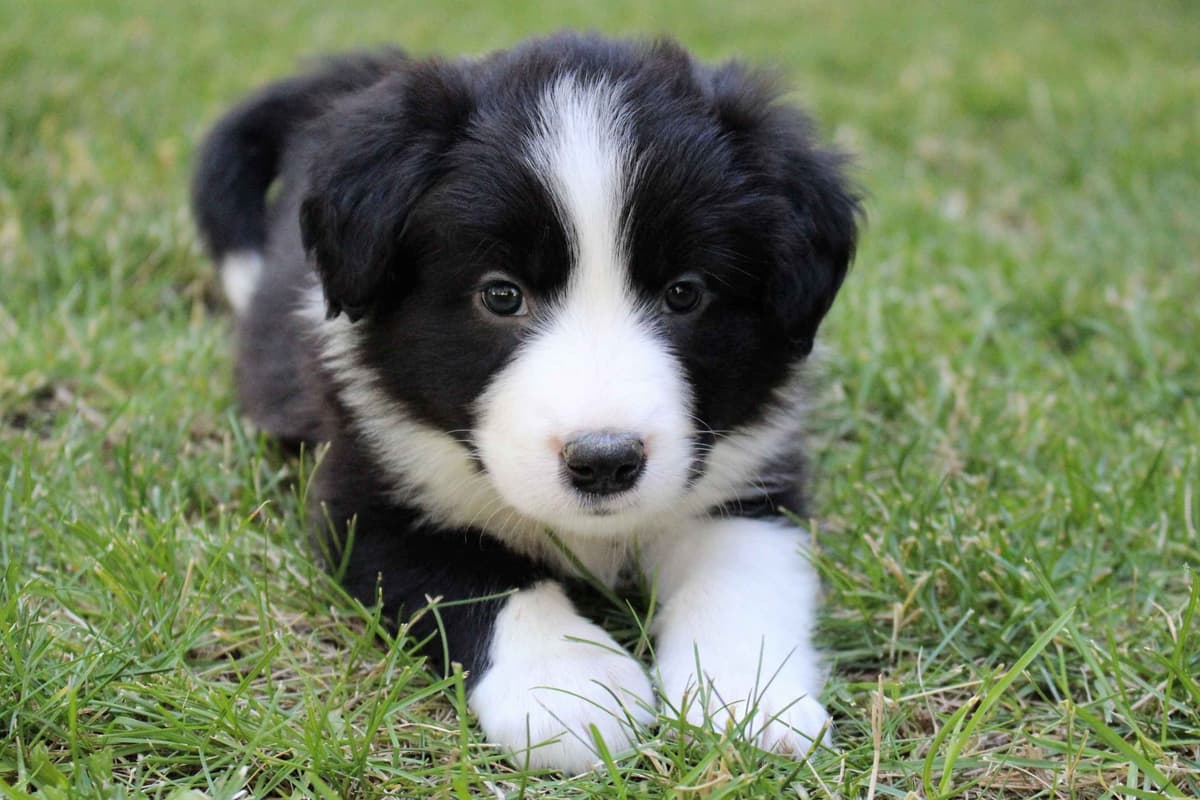 Border Collie Puppies - Show Quality - Lower Drive - Family Puppies breeder image 16