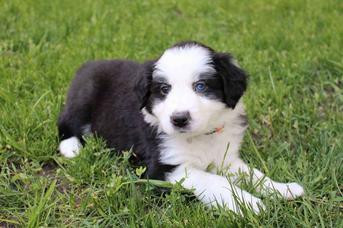Border Collie Puppies - Show Quality - Lower Drive - Family Puppies breeder image 17