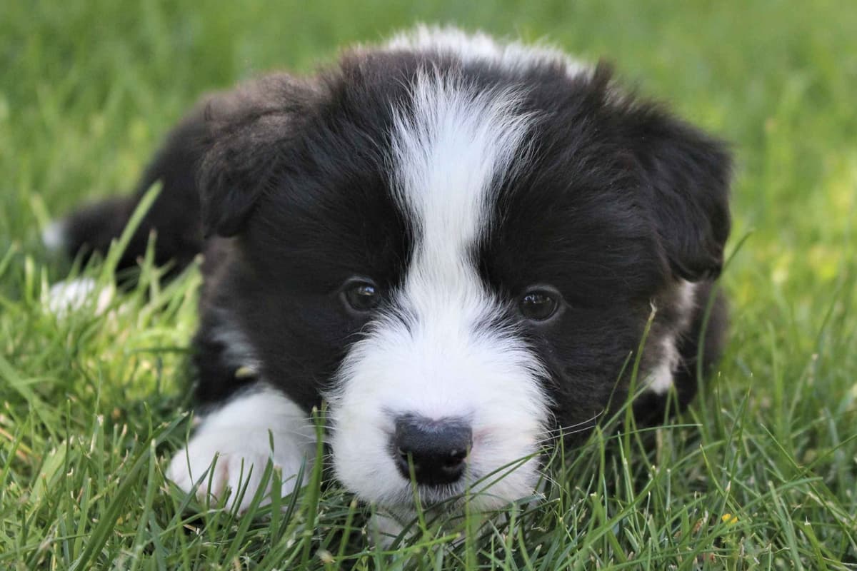 Border Collie Puppies - Show Quality - Lower Drive - Family Puppies breeder image 18