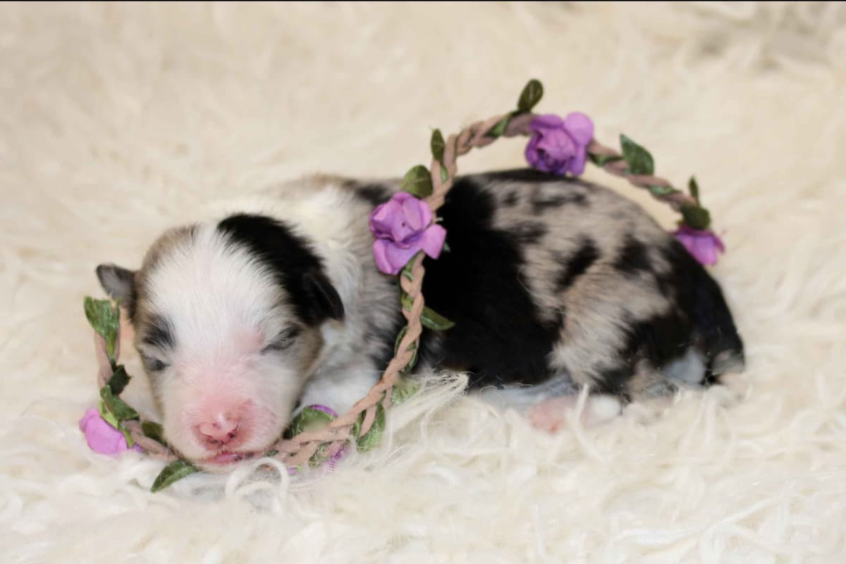 Border Collie Puppies - Show Quality - Lower Drive - Family Puppies breeder image 19