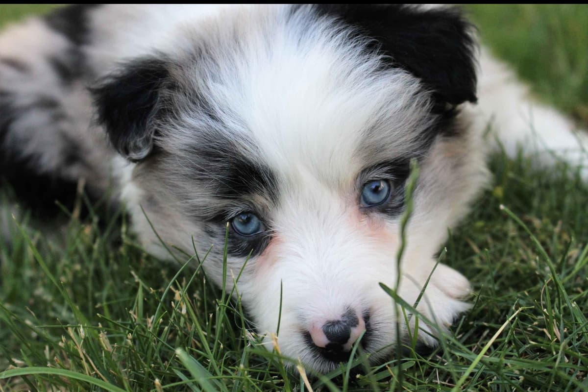 Border Collie Puppies - Show Quality - Lower Drive - Family Puppies breeder image 20