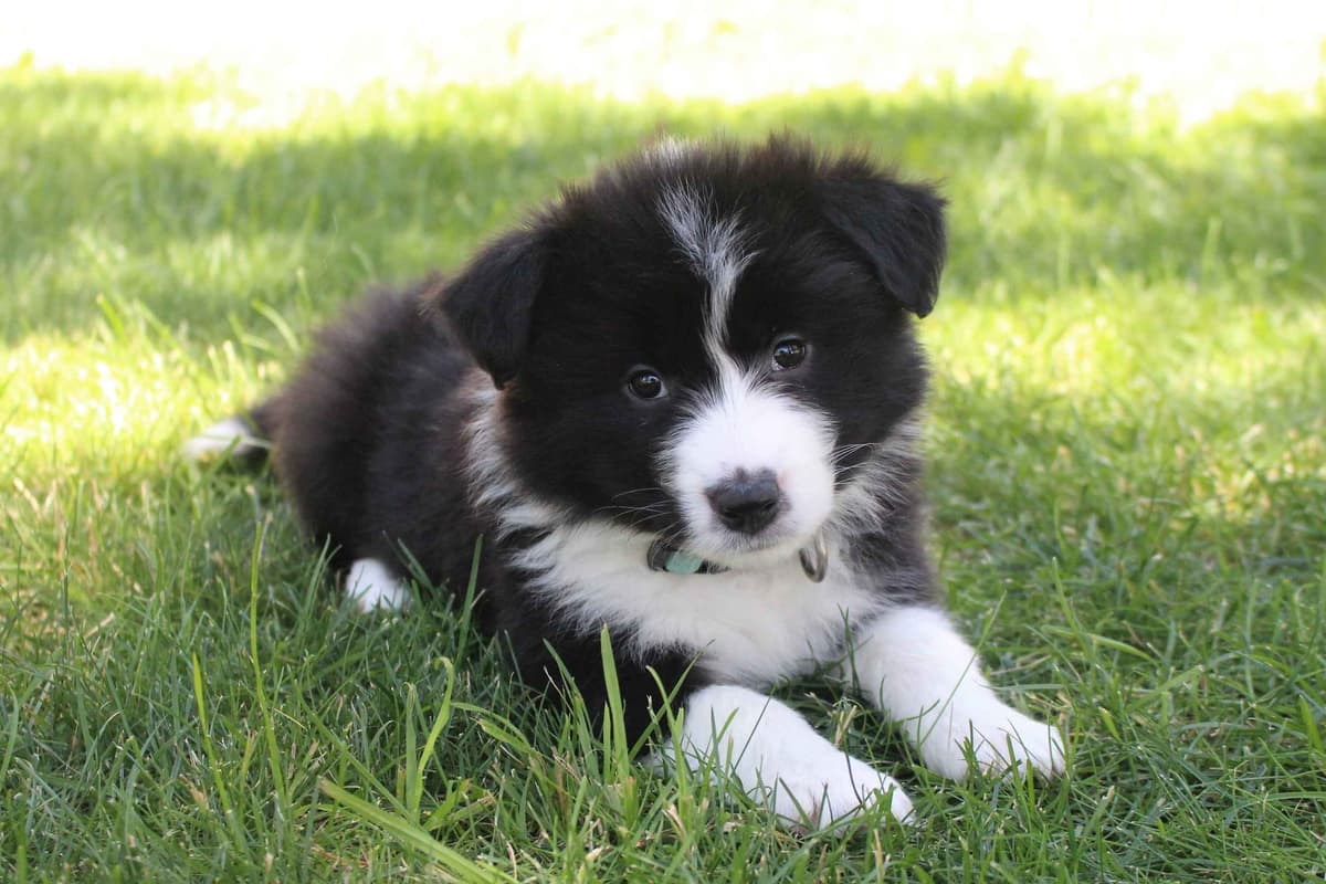 Border Collie Puppies - Show Quality - Lower Drive - Family Puppies breeder image 21