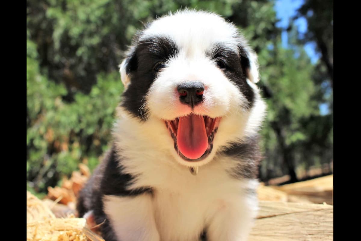 Border Collie Puppies - Show Quality - Lower Drive - Family Puppies breeder image 22