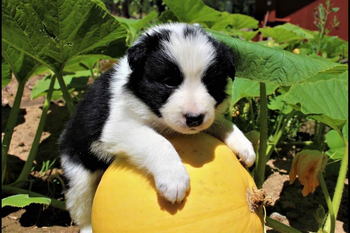 Border Collie Puppies - Show Quality - Lower Drive - Family Puppies breeder image 23
