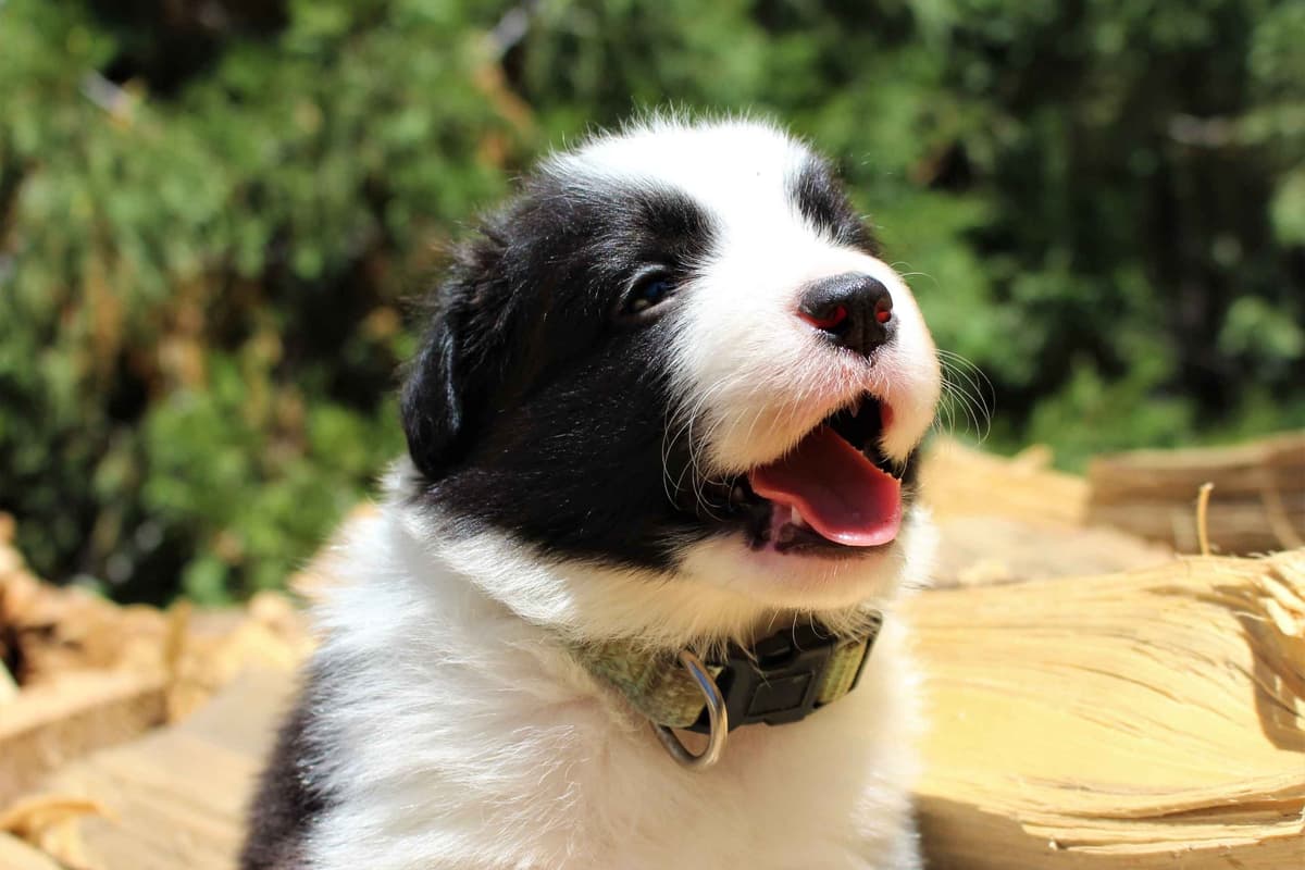 Border Collie Puppies - Show Quality - Lower Drive - Family Puppies breeder image 24